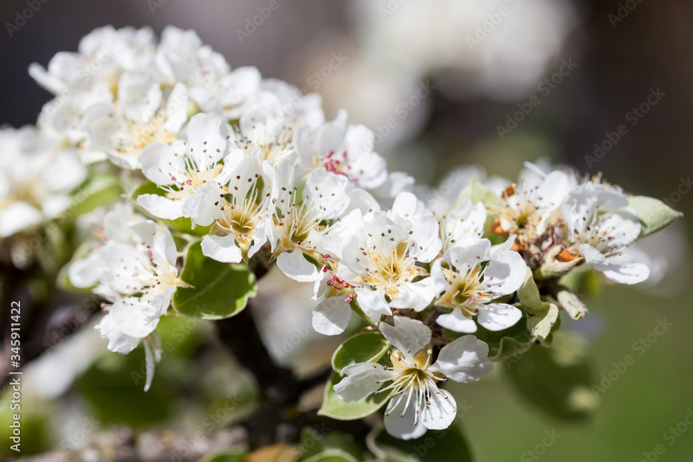 Fototapeta premium Pear blossom