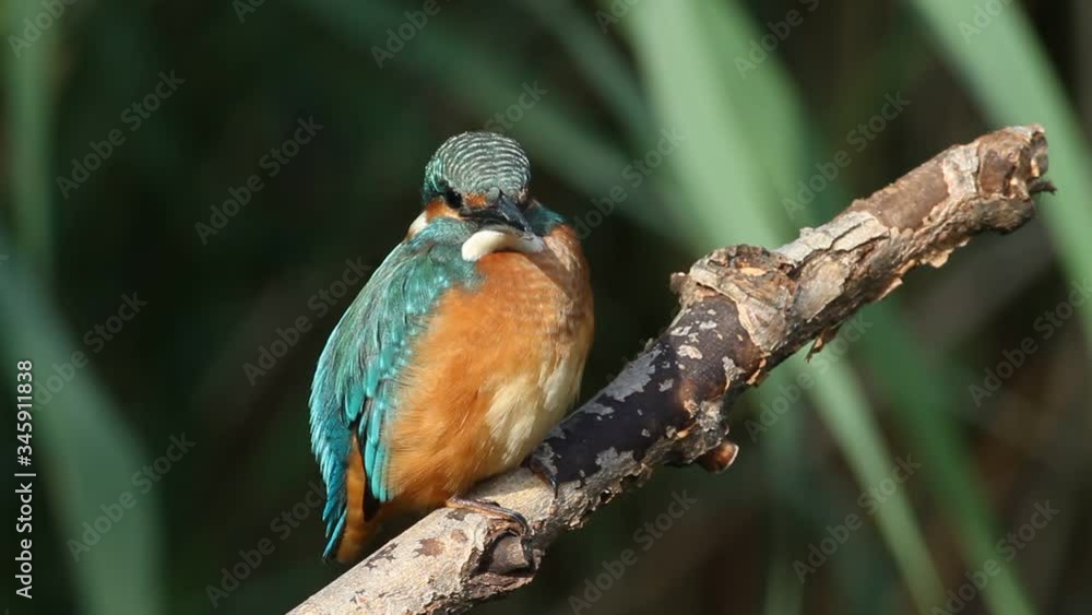 Common Kingfisher, Alcedo atthis. A bird sits on a branch above the river and awaits the appearance of a fish Common Kingfisher, Alcedo atthis. A bird sits on a branch above the river and awaits the appearance of a fish