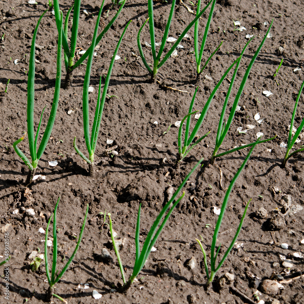 A young green onion grows on a garden in an open-air garden. Garden works A young green onion grows on a garden in an open-air garden. Garden works