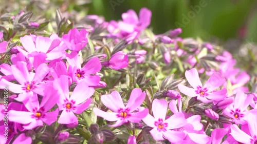 pink flowers close up swaying in the wind