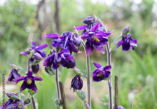 Aquilegia  common names  granny s bonnet  columbine .  Blue flowers of  european columbine on a natural background.