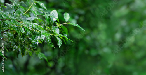 nature forest Background with wet tree leaves. green leaves in rainy day. copy space.