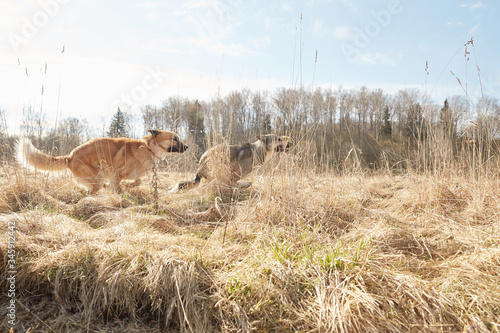 Two dog friends running in the field in the country in spring photo
