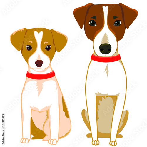 Jack Russell Terrier Dog and puppy stock vector illustration isolated on white background