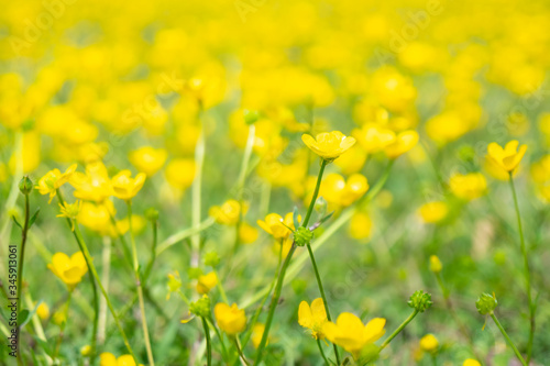 Blooming flower in spring, buttercup, crowfoot, ranunculus © k_samurkas