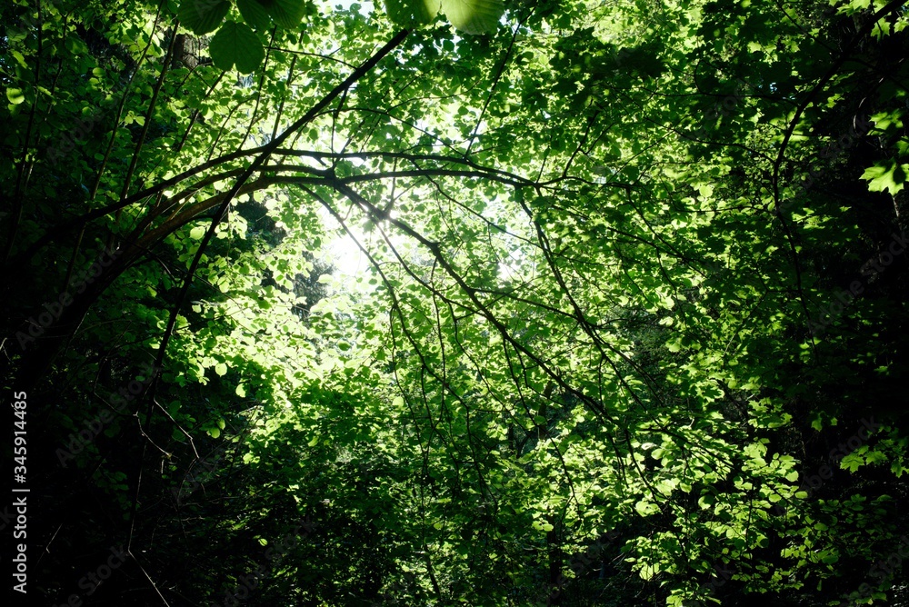 Obraz premium Tree branches with lash foliage in the forest. High quality photo. Backgrounds. 