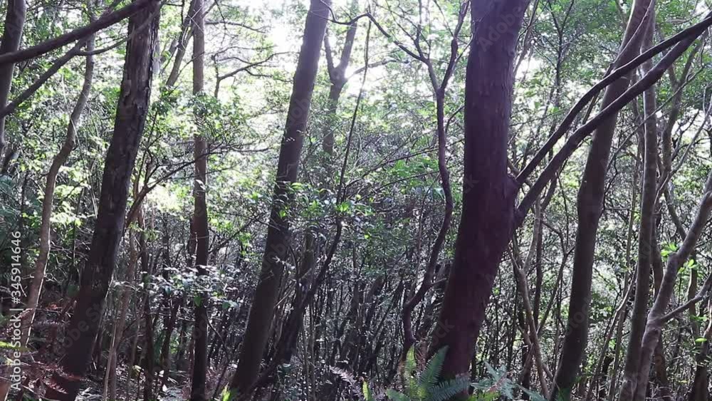 森の中、風に揺れる木々と木漏れ日 森の中、風に揺れる木々と木漏れ日