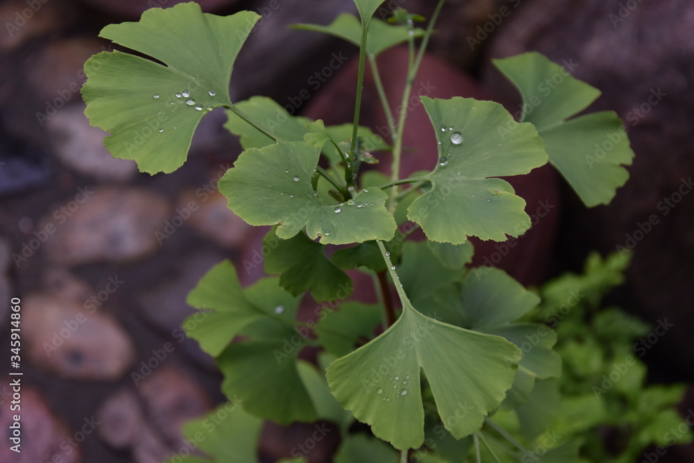 Ginkgo Ginkgo