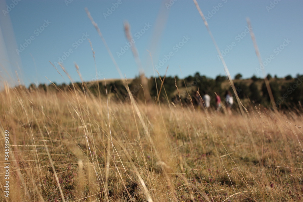 Obraz premium Walk on nature