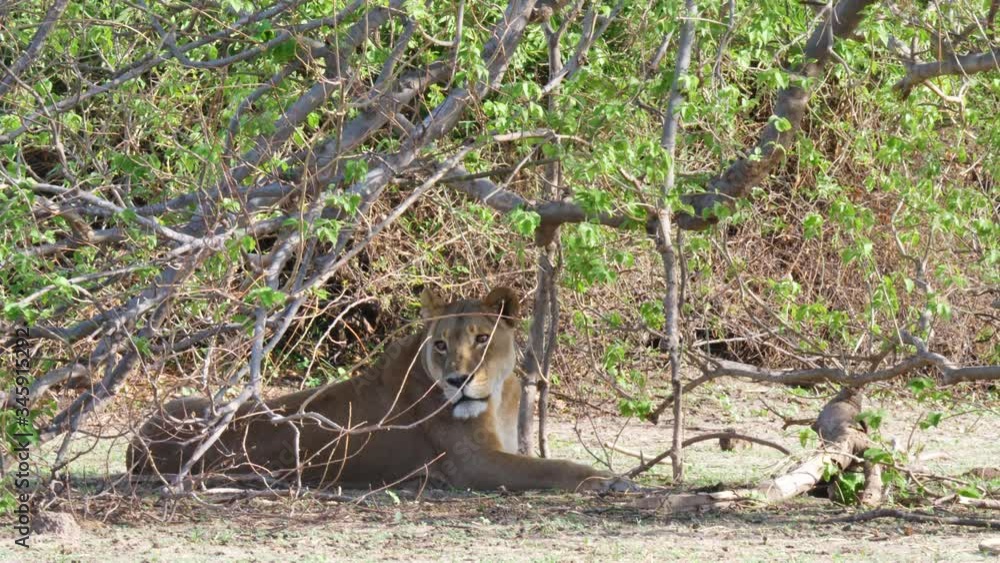 Lioness Shaded Beneath a Tree on the Okavango Delta Lioness Shaded Beneath a Tree on the Okavango Delta