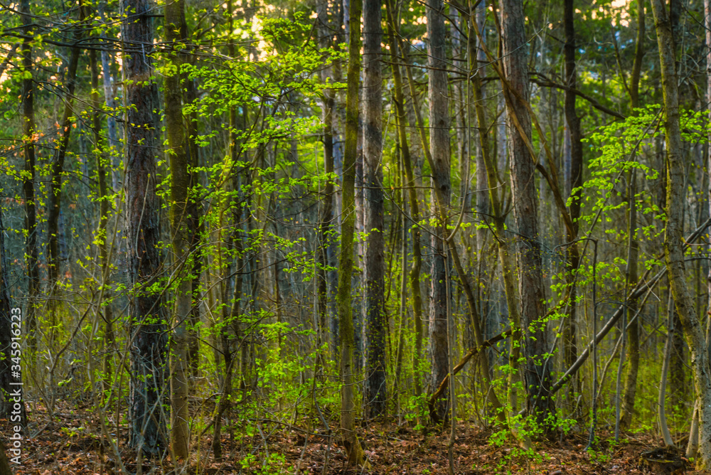 Sunrays reaching the middle of the forest with a beatiful sunset Sunrays reaching the middle of the forest with a beatiful sunset