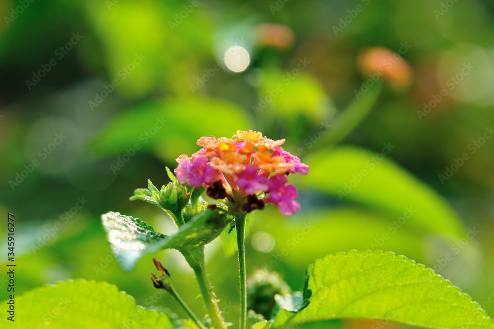 Beautiful little yellow and pink lantana camara flowers blooming in spring Beautiful little yellow and pink lantana camara flowers blooming in spring