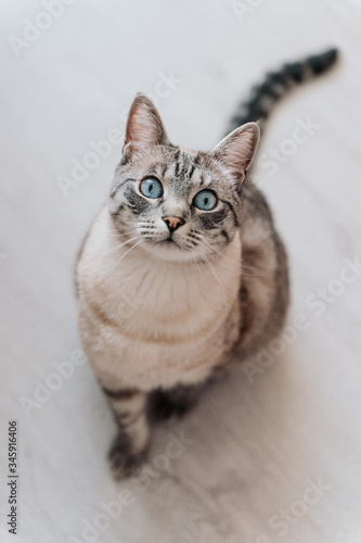 a grey cat with beautiful blue eyes is sitting on the floor. view from the top