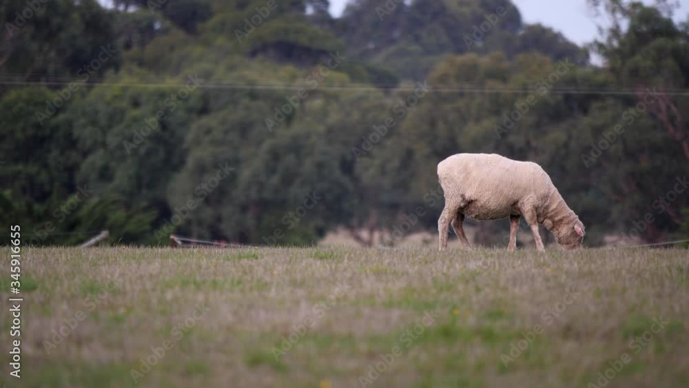 Sheep eating grass in distance. Sheep eating grass in distance.