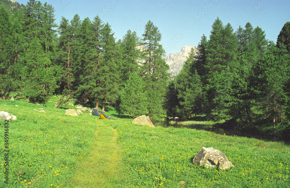 Fototapeta premium sheep grazing in the meadow landscape in the mountains mountain trees in the mountains mountain landscape in the mountains