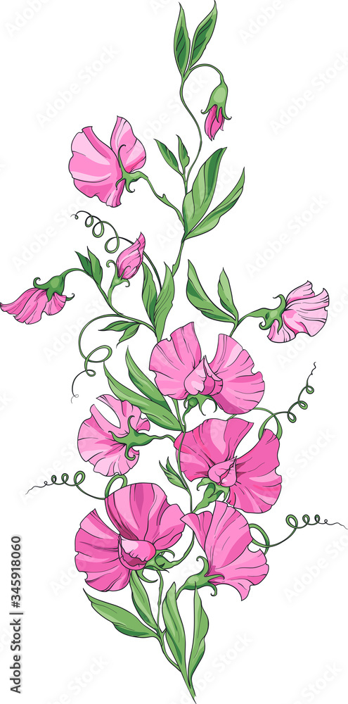 bouquet of sweet peas with pink flowers
