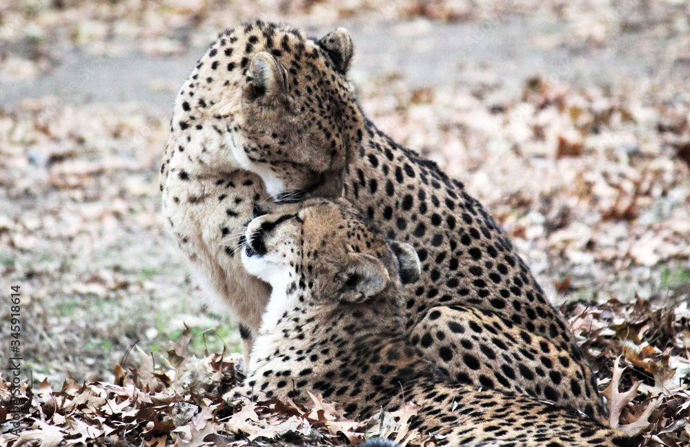 Cheetah big cat in natural environment fasted animal alive native to Africa and central Iran - stock photo Cheetah big cat in natural environment fasted animal alive native to Africa and central Iran - stock photo