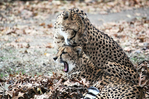 Cheetah big cat in natural environment fasted animal alive native to Africa and central Iran - stock photo photo