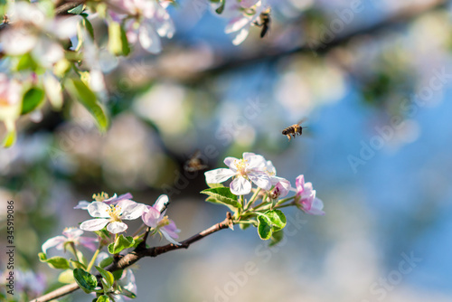 Close-Up of bee on blooming apple tree with pollen in springtime © Anton Tolmachov