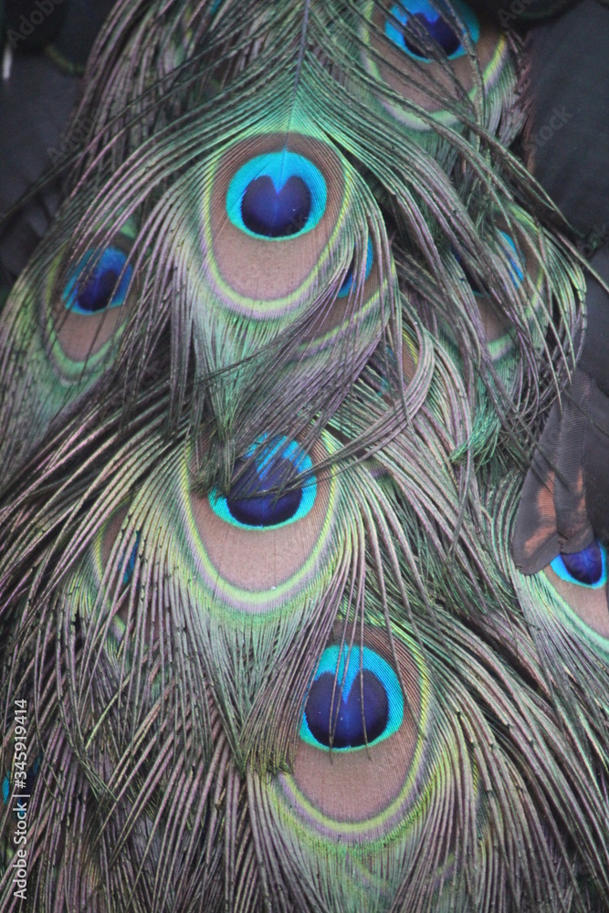 Naklejka premium peacock male bird with beautiful blue feather plumage - stock photo