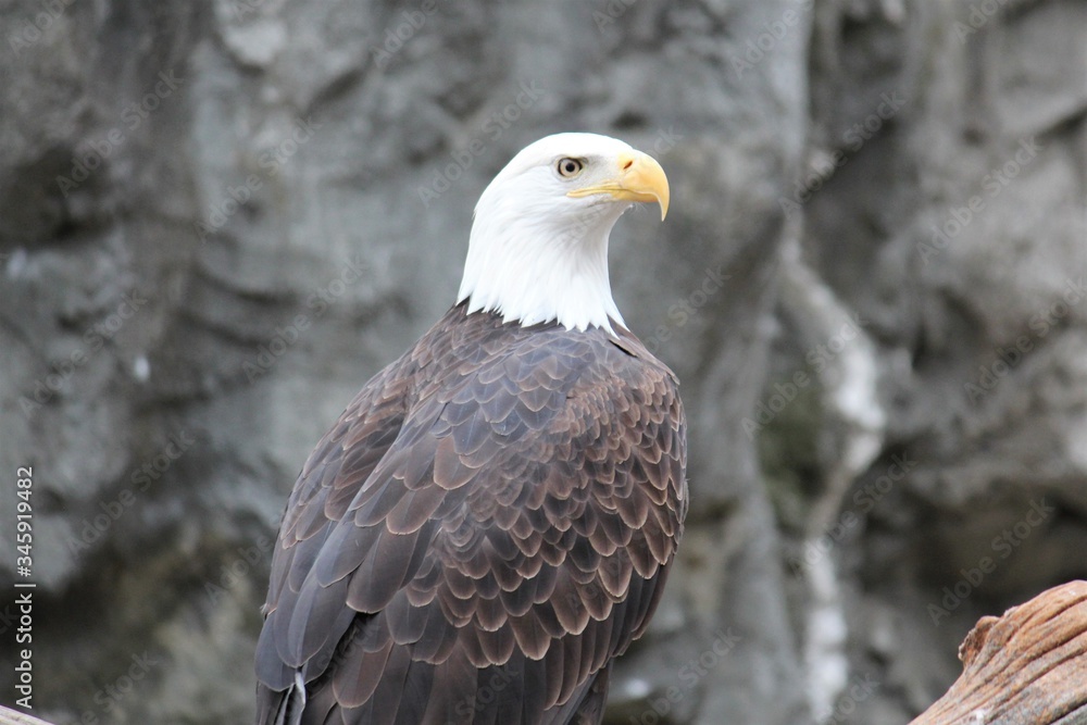 american eagle bird close up the nation american symbol for freedom american eagle bird close up the nation american symbol for freedom