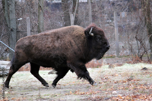 An american bison, Of the two surviving species, the American bison, B. bison, found only in North America, is the more numerous. Although commonly known as a buffalo, here is a bison running 