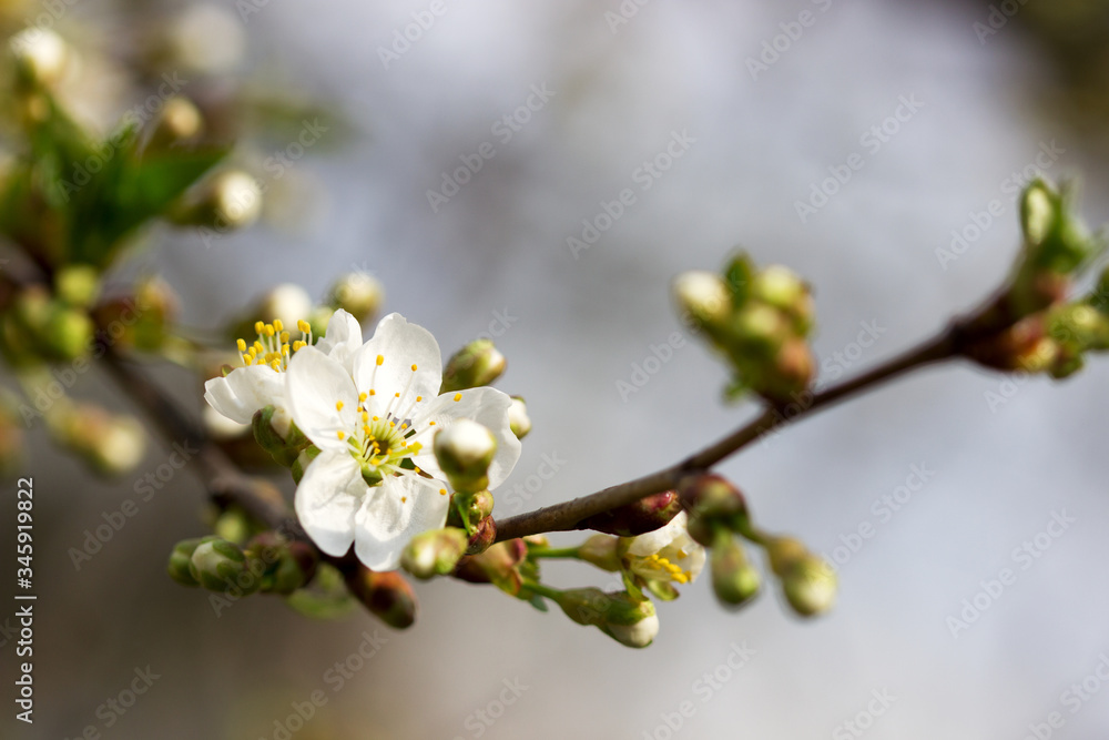 Branches of cherry blossoms against the sky. Branches of cherry blossoms against the sky.