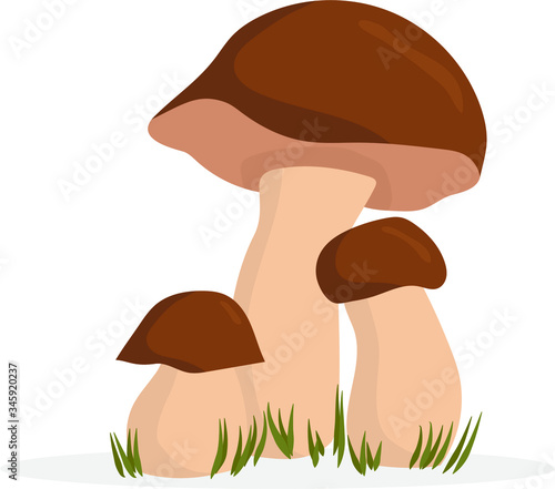 Vector mushroom illustration