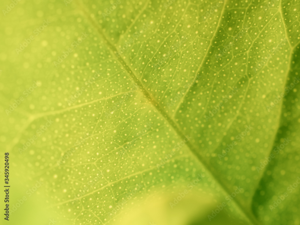 green leaf macro green leaf macro