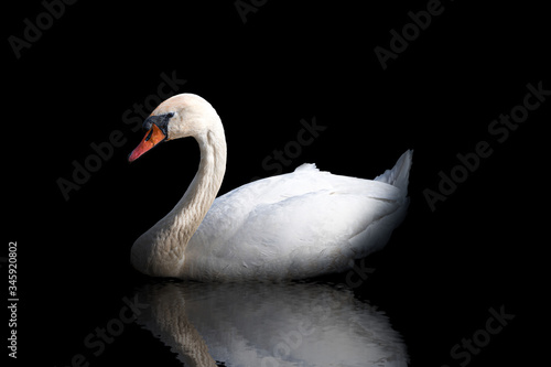 Low key white swan with reflection in the water on black background.