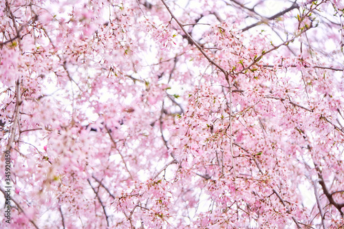 桜 春 Cherry Blossoms 