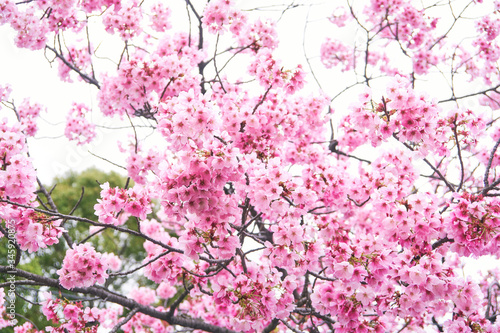             Cherry Blossoms 