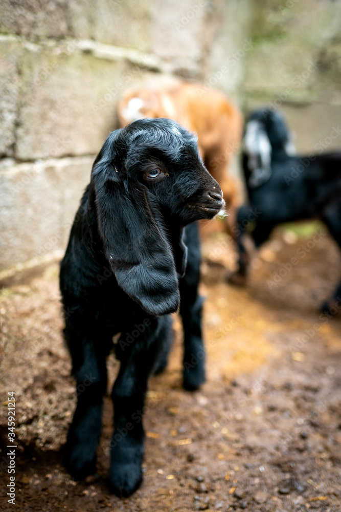 Obraz premium Goat Cubs who eat and play in the pen