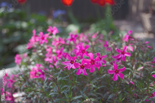 Flowers in the spring sun. Weaving, stunted bushes, lilies, lilies of the valley and chamomiles.