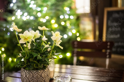Green leaves and white yellowy flower of helleborus niger on cafe table with blurred christmas lights in background. photo