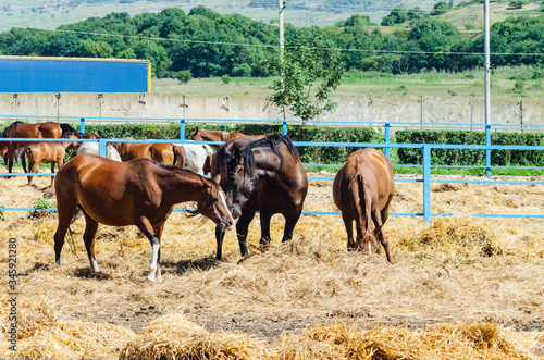 Horses and horses with brown colts graze in a paddock on a Sunny summer day. They eat straw.