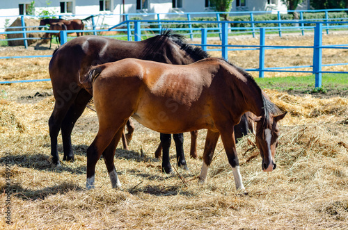 Horses and horses with brown colts graze in a paddock on a Sunny summer day. They eat straw.