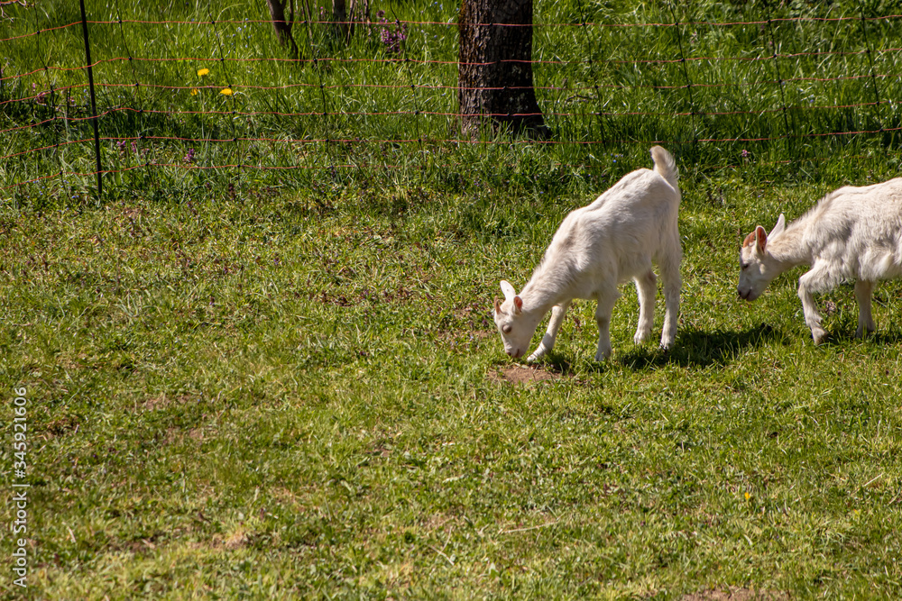 Obraz premium White goats on the meadow