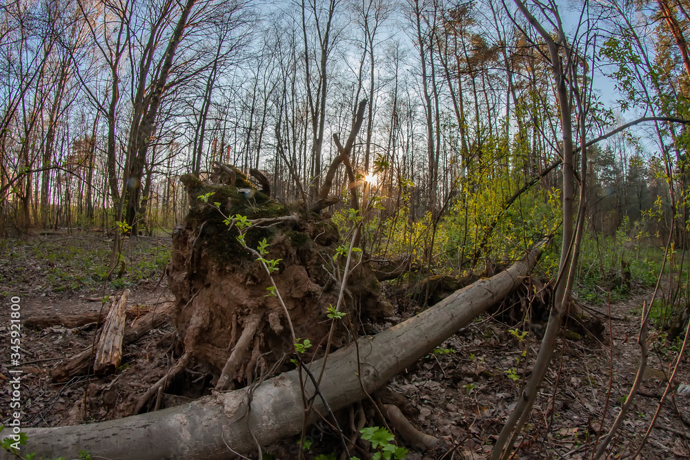 Fototapeta premium Fallen tree in the evening forest and the sun at sunset