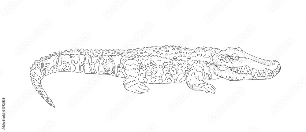 Vector coloring for children and adults with a crocodile. A water ...