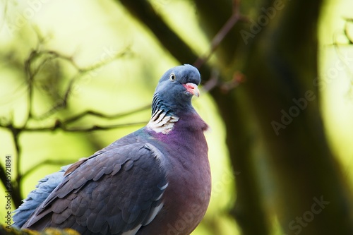 Pigeon on a branch in a tree.