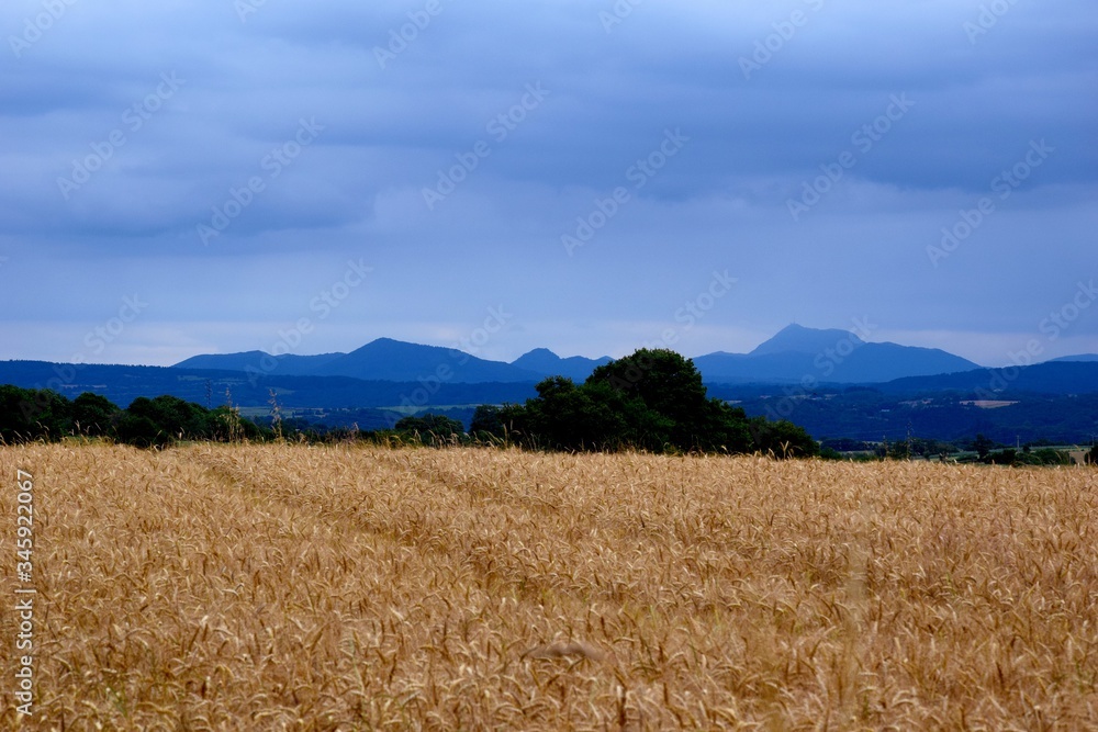 Ciel d'orage sur champ de blé