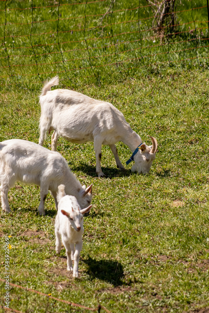 Fototapeta premium A few goats grazing