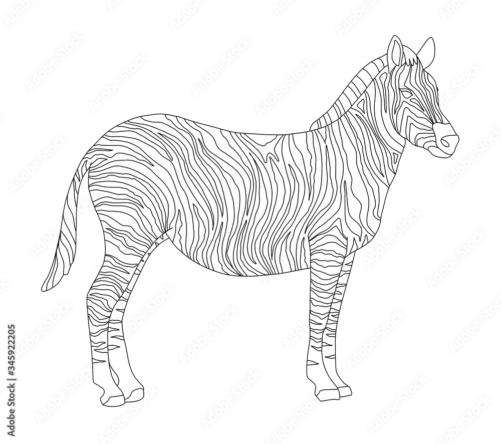 Fototapeta premium Vector coloring book for children and adults with striped cute zebra. White and black striped horse in the wild. Studying animals, line art, realistic zebra on a white background, isolated one line