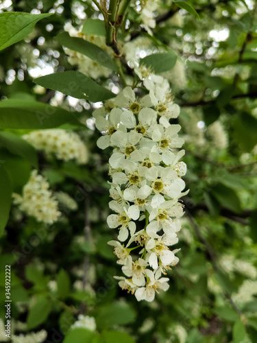 blossoming cherry tree