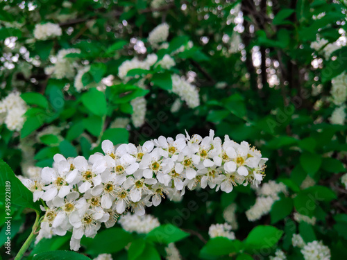 white flowers in the garden