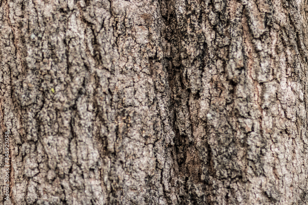 Embossed texture of the brown bark.Tree bark texture. Seamless bark tree texture. texture of bark wood use as natural background Embossed texture of the brown bark.Tree bark texture. Seamless bark tree texture. texture of bark wood use as natural background