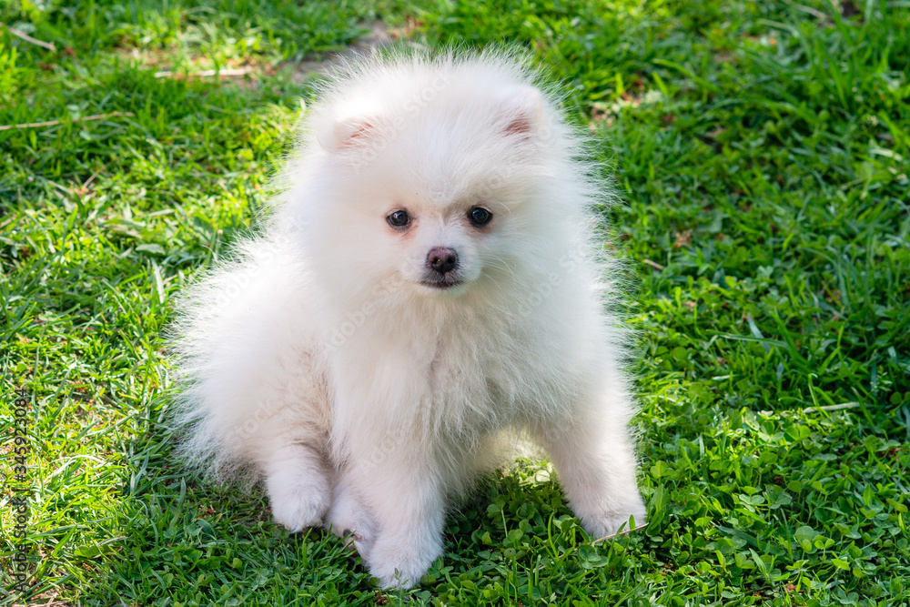 Little white Spitz puppy is sitting in green grass Little white Spitz puppy is sitting in green grass