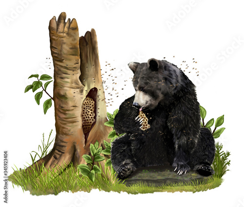 Ghiotto orso bruno mangia un alveare, seduto su una pietra photo