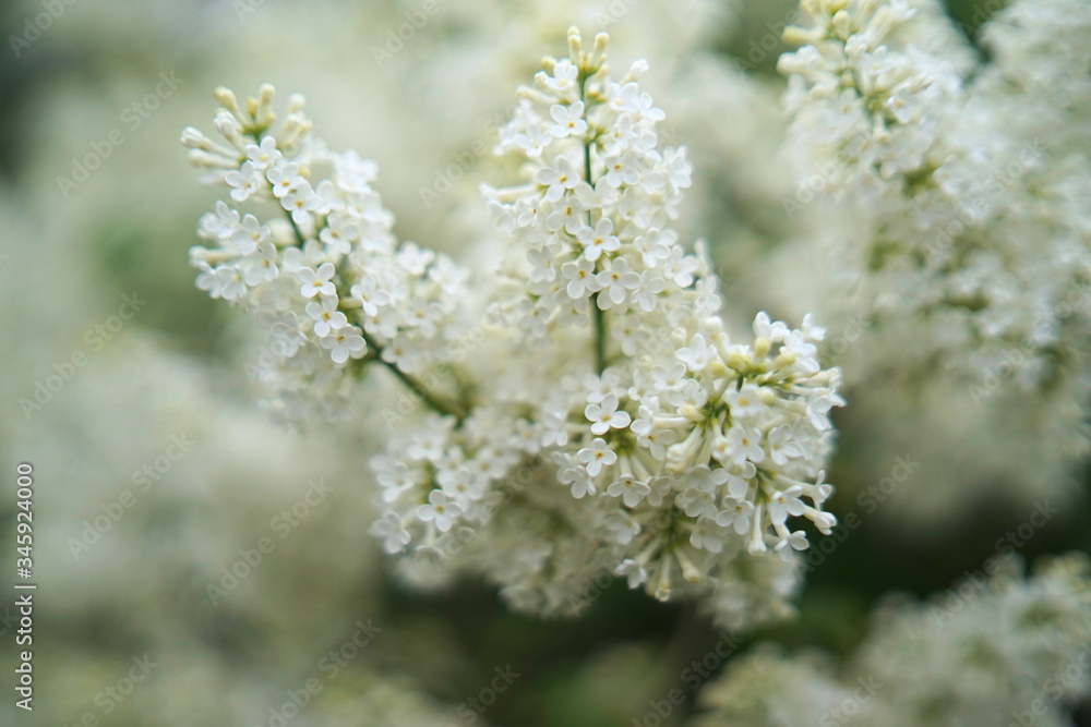 Syringa (white) is a genus of 12 currently recognized species of flowering woody plants in the olive family (Oleaceae), native to woodland and scrub. Syringa (white) is a genus of 12 currently recognized species of flowering woody plants in the olive family (Oleaceae), native to woodland and scrub.